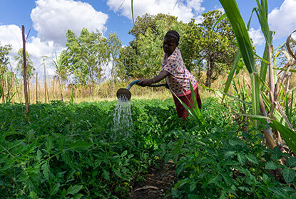 Woman watering plants in garden under blue sky.