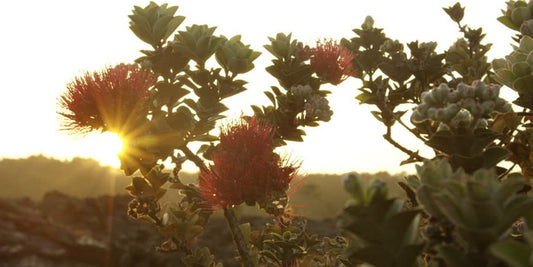 The Ohia Tree: Waiakea Employees Volunteer To Protect this Sacred Species of Hawaii