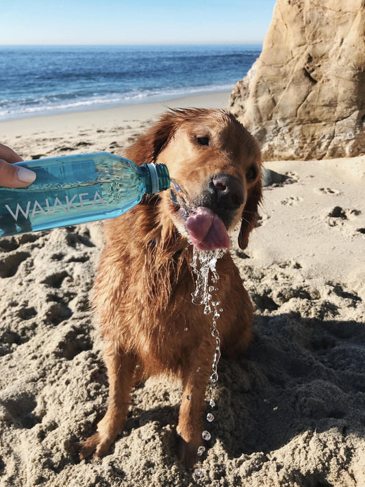 Dog drinking Waiakea water on the beach