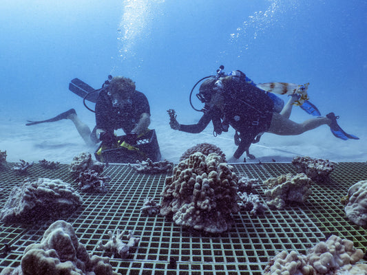 diving with coral mesh bed